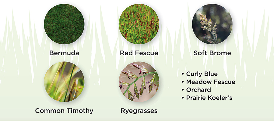 Bermuda, Common Timothy, Fescue, Ryegrasses, Soft Brome, Curly Blue, Meadow Fescue, Orchard, Prairie Koeler's